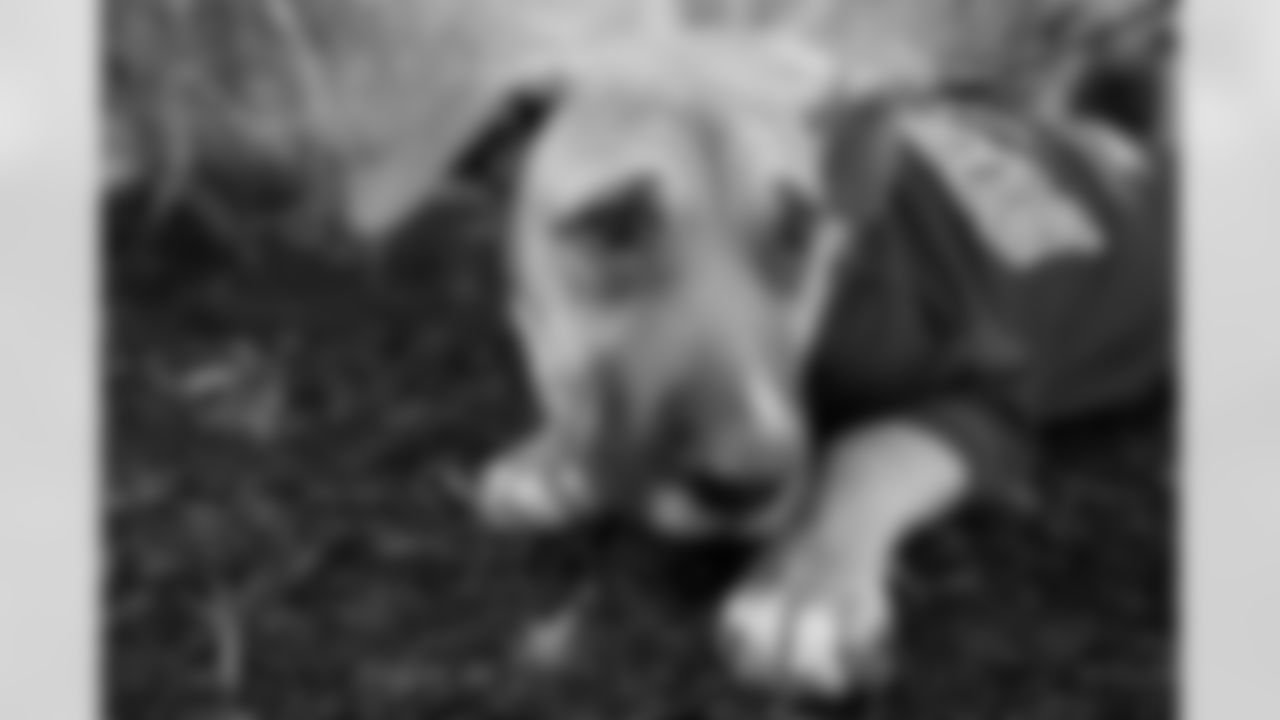 The Shakir Family Pet Adoption Event, August 30, 2025 at Northtown Toyota.