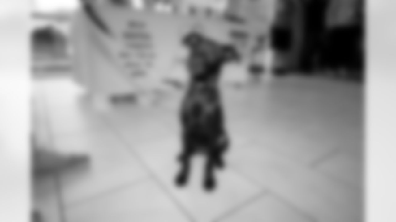 The Shakir Family Pet Adoption Event, August 30, 2025 at Northtown Toyota.