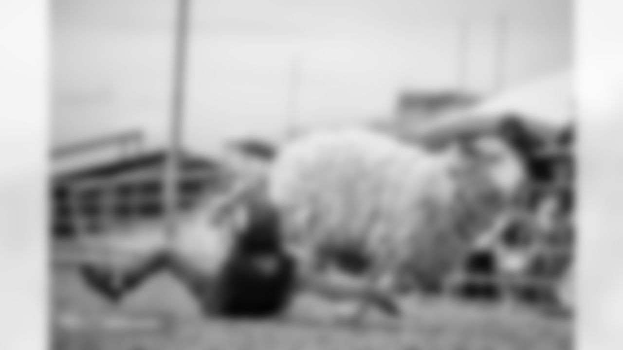 Photos from the filming of the Denver Broncos' mutton-busting-themed 2025 schedule release video.
Photo by Gabriel Christus / Denver Broncos