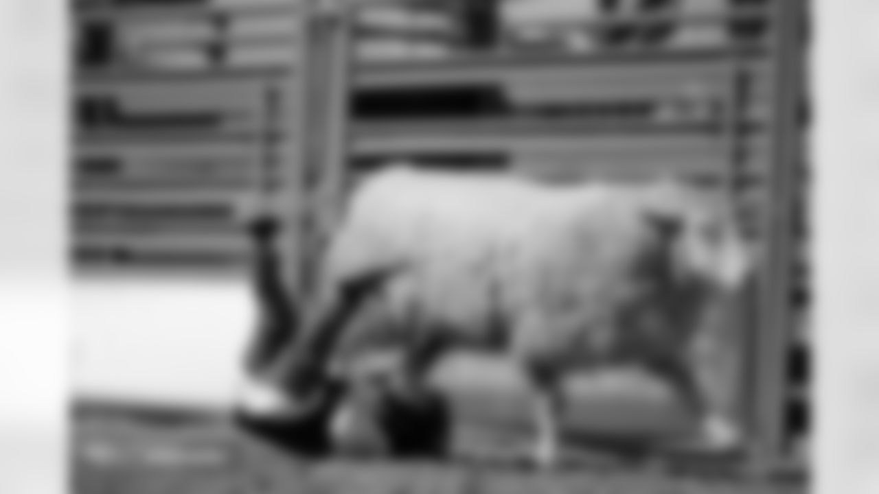 Photos from the filming of the Denver Broncos' mutton-busting-themed 2025 schedule release video.
Photo by Gabriel Christus / Denver Broncos