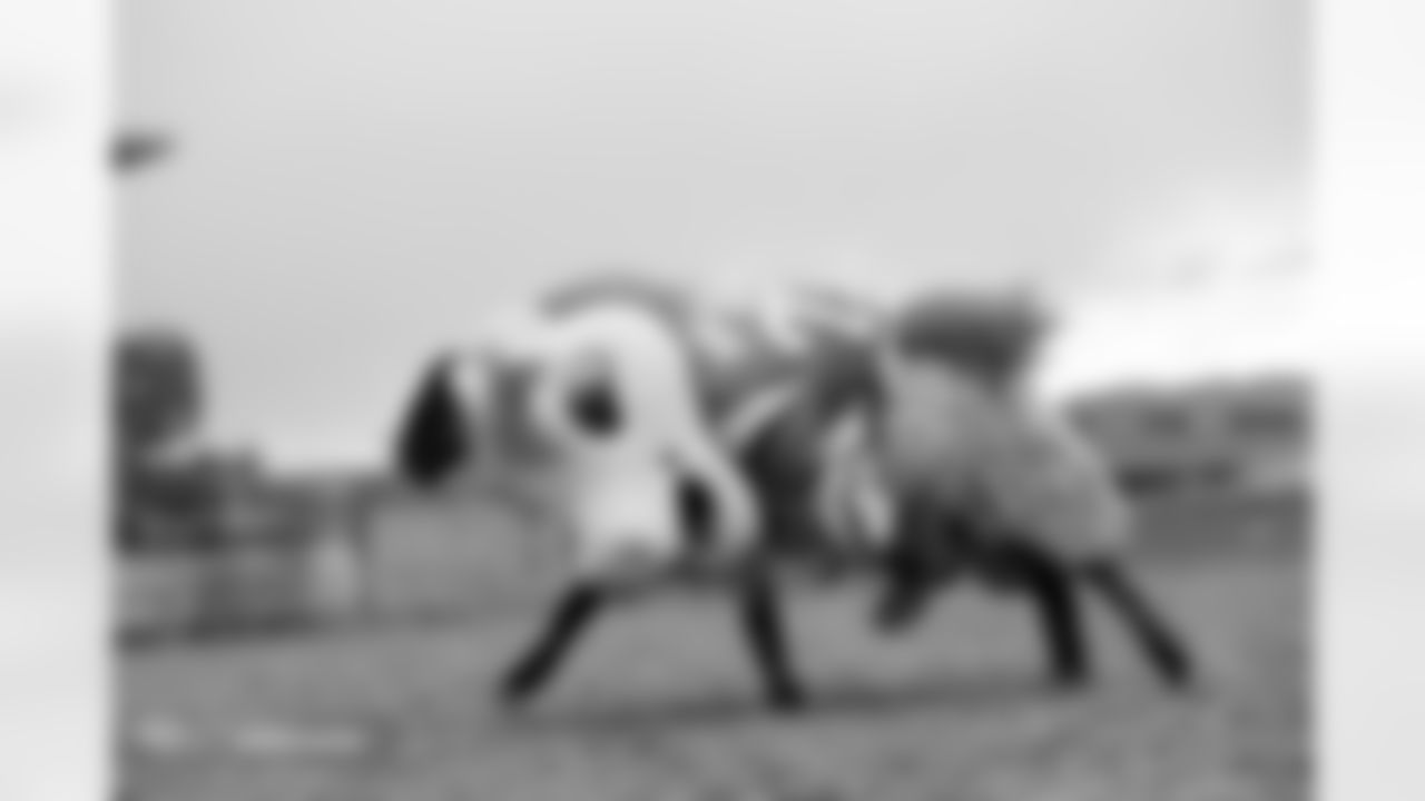 Photos from the filming of the Denver Broncos' mutton-busting-themed 2025 schedule release video.
Photo by Gabriel Christus / Denver Broncos