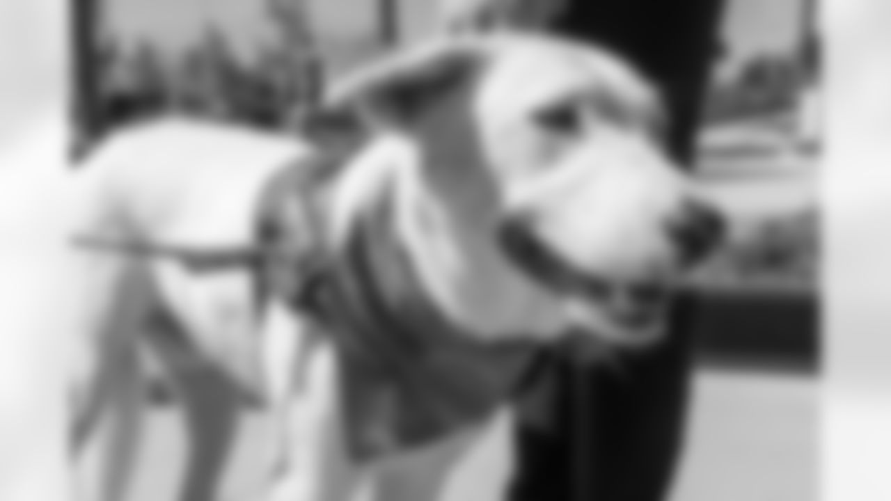 The Los Angeles Chargers service dog, Zeus, is photographed on Wednesday, September 24, 2025 at The Bolt in El Segundo, CA.