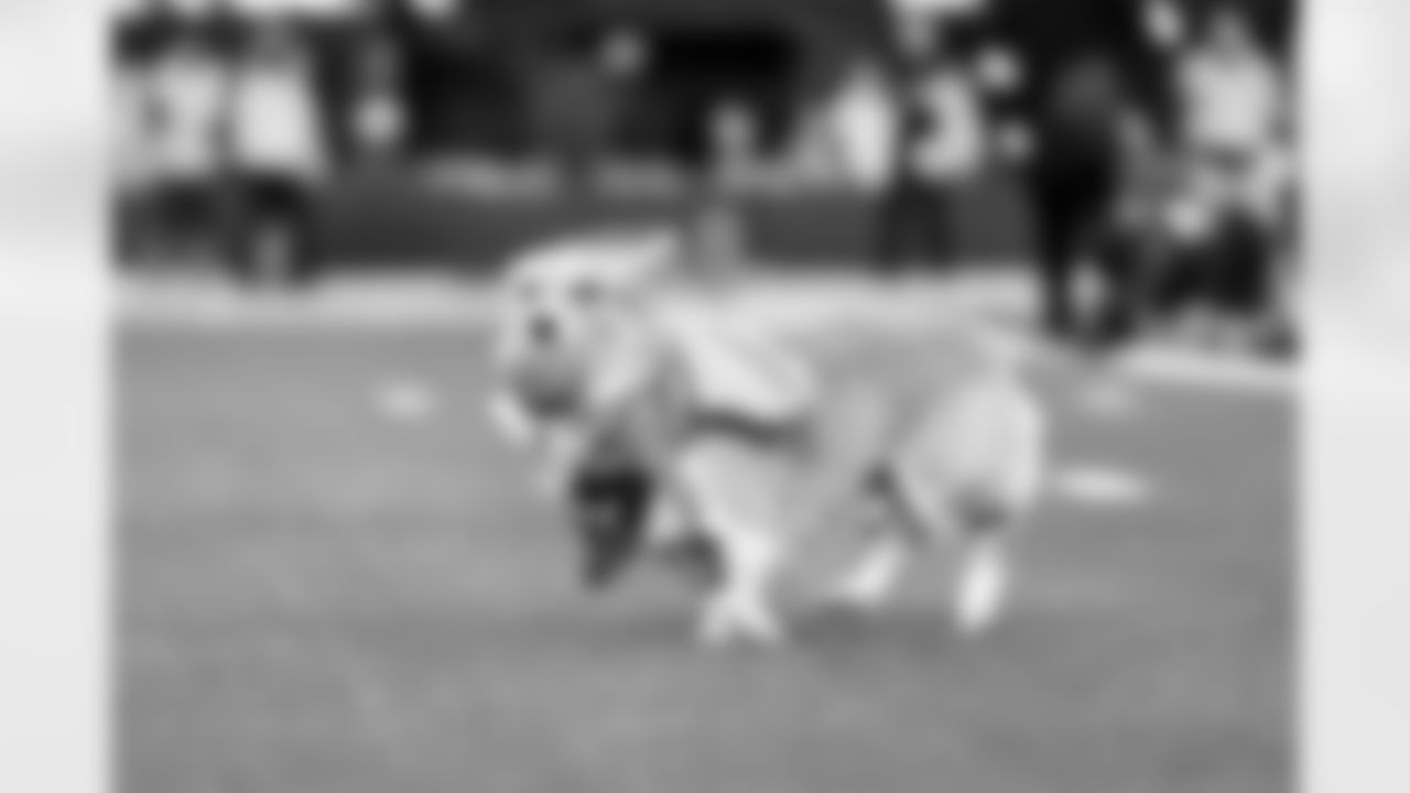 2025 Corgi Cup at Chargers vs. Texans Week 17 Matchup