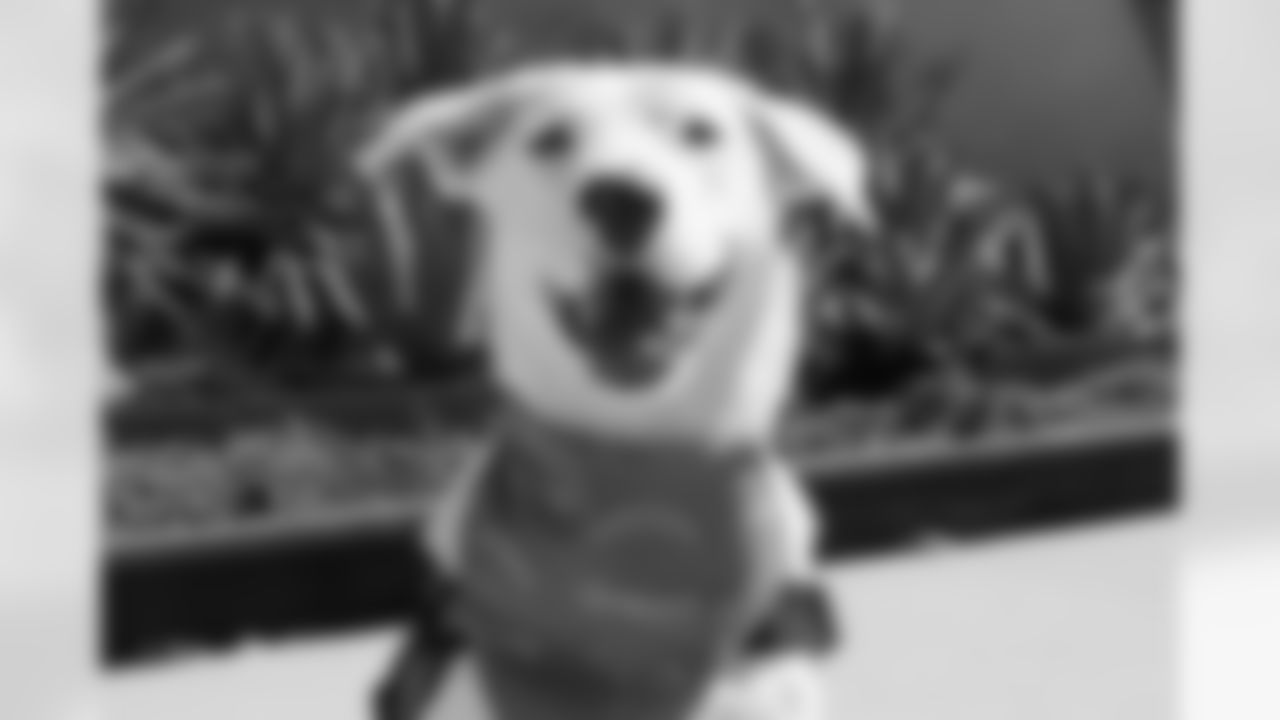 The Los Angeles Chargers service dog, Zeus, is photographed on Wednesday, September 24, 2025 at The Bolt in El Segundo, CA.