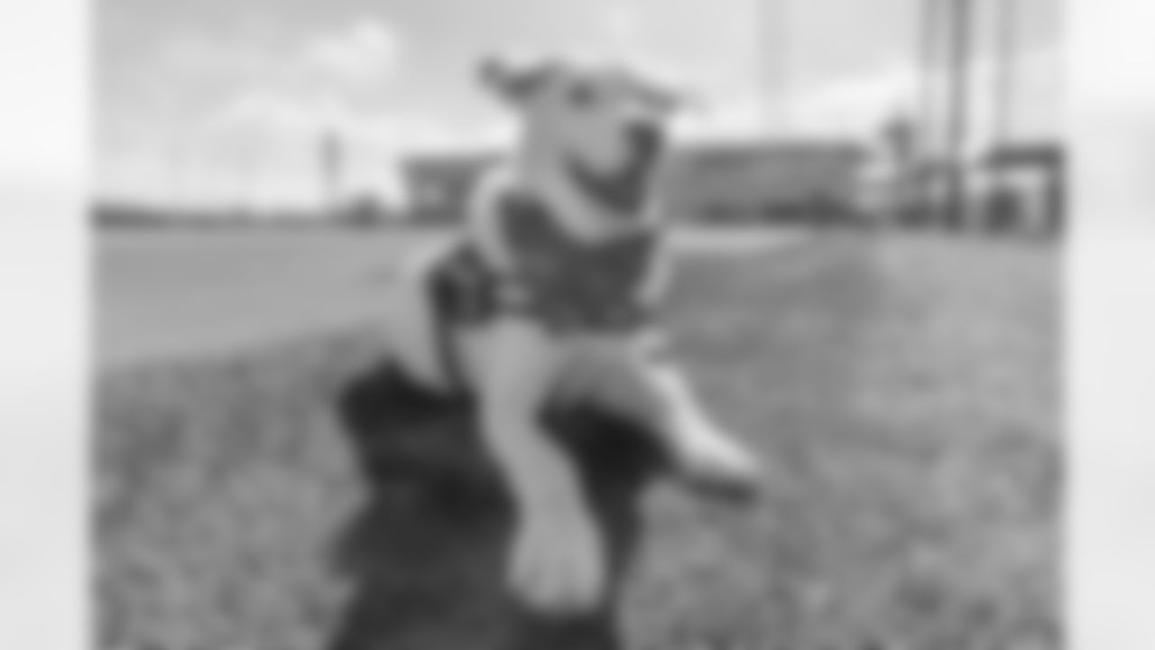 The Los Angeles Chargers service dog, Zeus, is photographed on Wednesday, September 24, 2025 at The Bolt in El Segundo, CA.