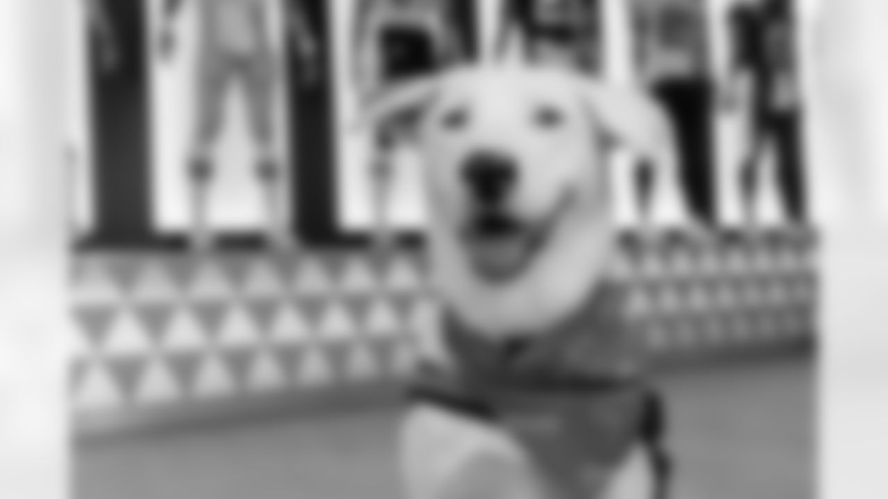 The Los Angeles Chargers service dog, Zeus, is photographed on Wednesday, September 24, 2025 at The Bolt in El Segundo, CA.