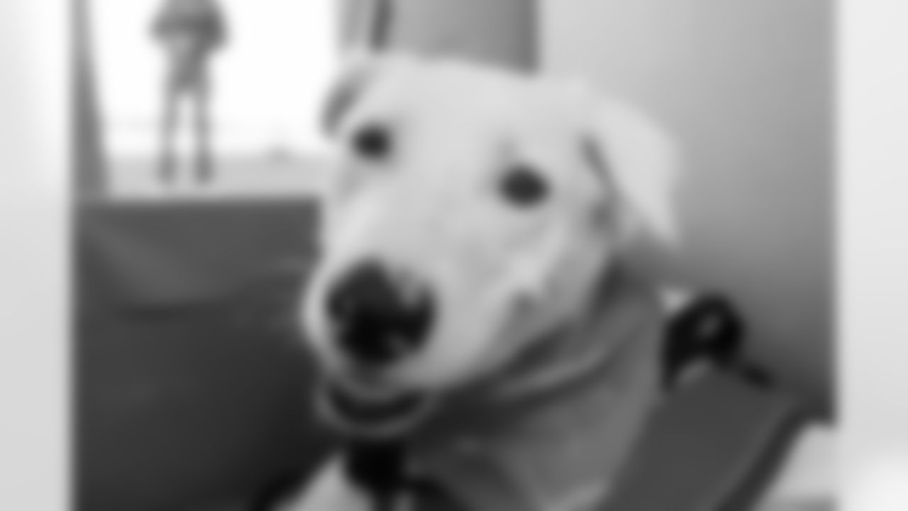 The Los Angeles Chargers service dog, Zeus, is photographed on Wednesday, September 24, 2025 at The Bolt in El Segundo, CA.