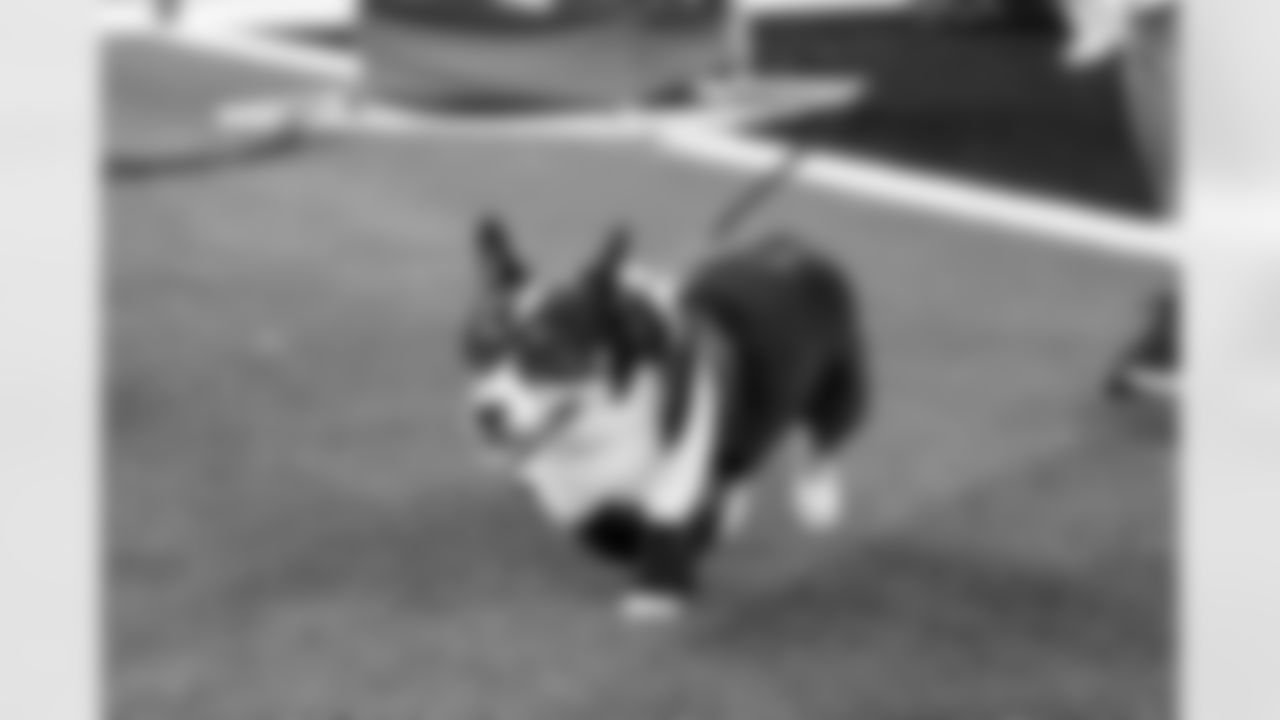 2025 Corgi Cup at Chargers vs. Texans Week 17 Matchup