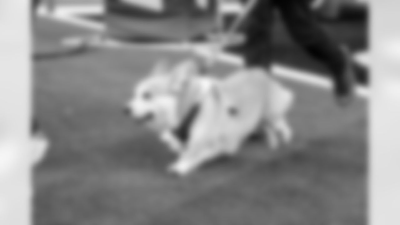 2025 Corgi Cup at Chargers vs. Texans Week 17 Matchup