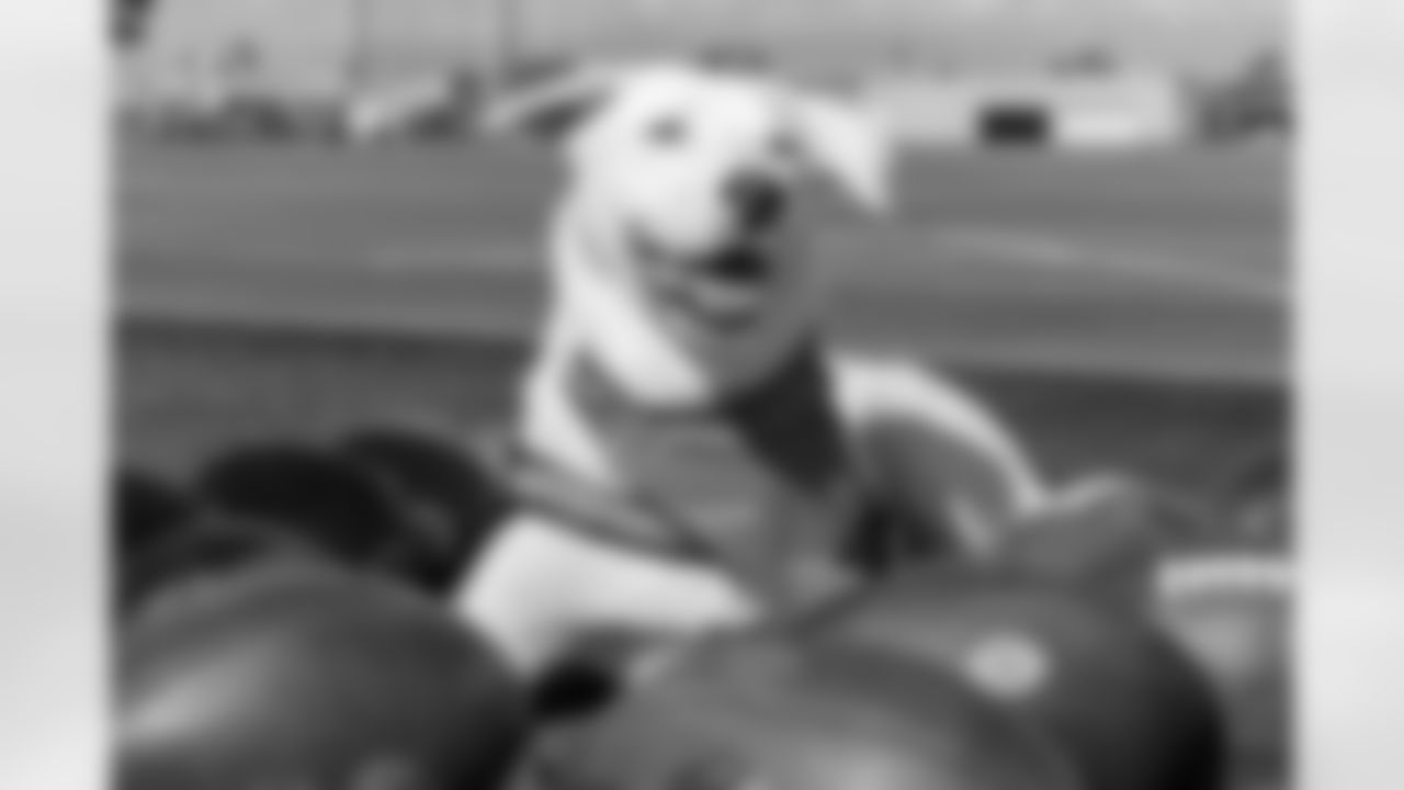 The Los Angeles Chargers service dog, Zeus, is photographed on Wednesday, September 24, 2025 at The Bolt in El Segundo, CA.