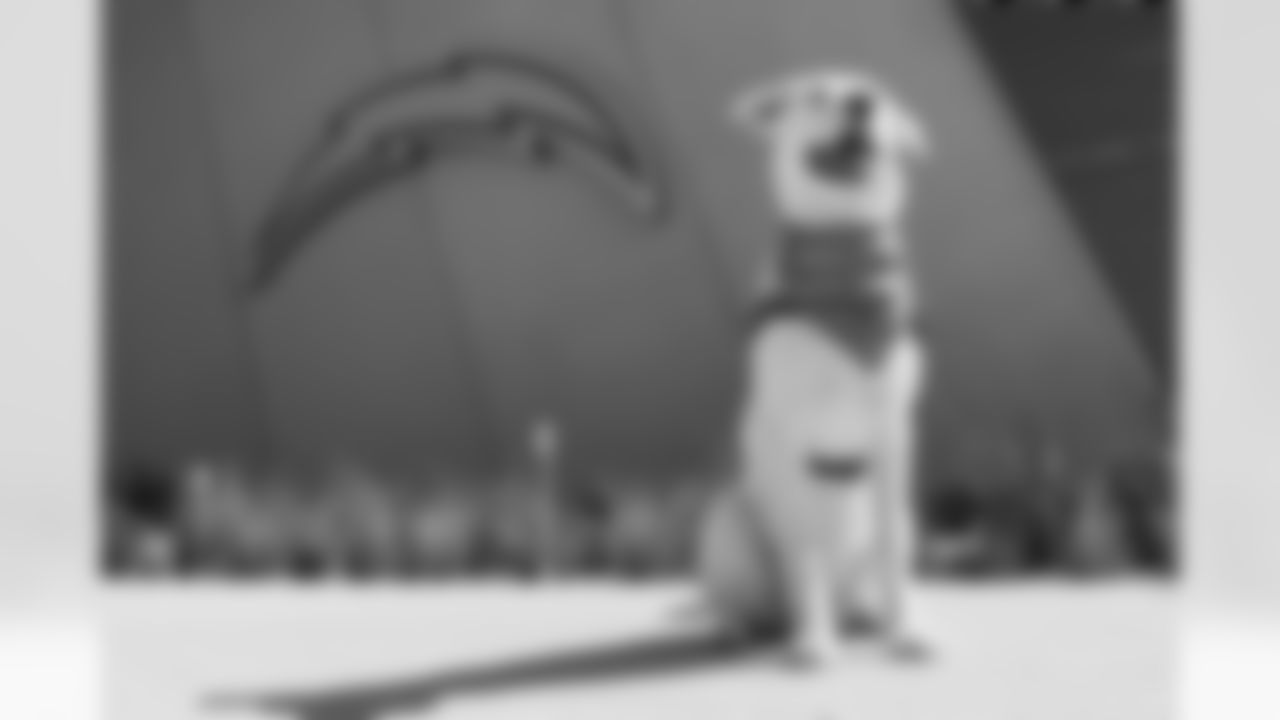 The Los Angeles Chargers service dog, Zeus, is photographed on Wednesday, September 24, 2025 at The Bolt in El Segundo, CA.