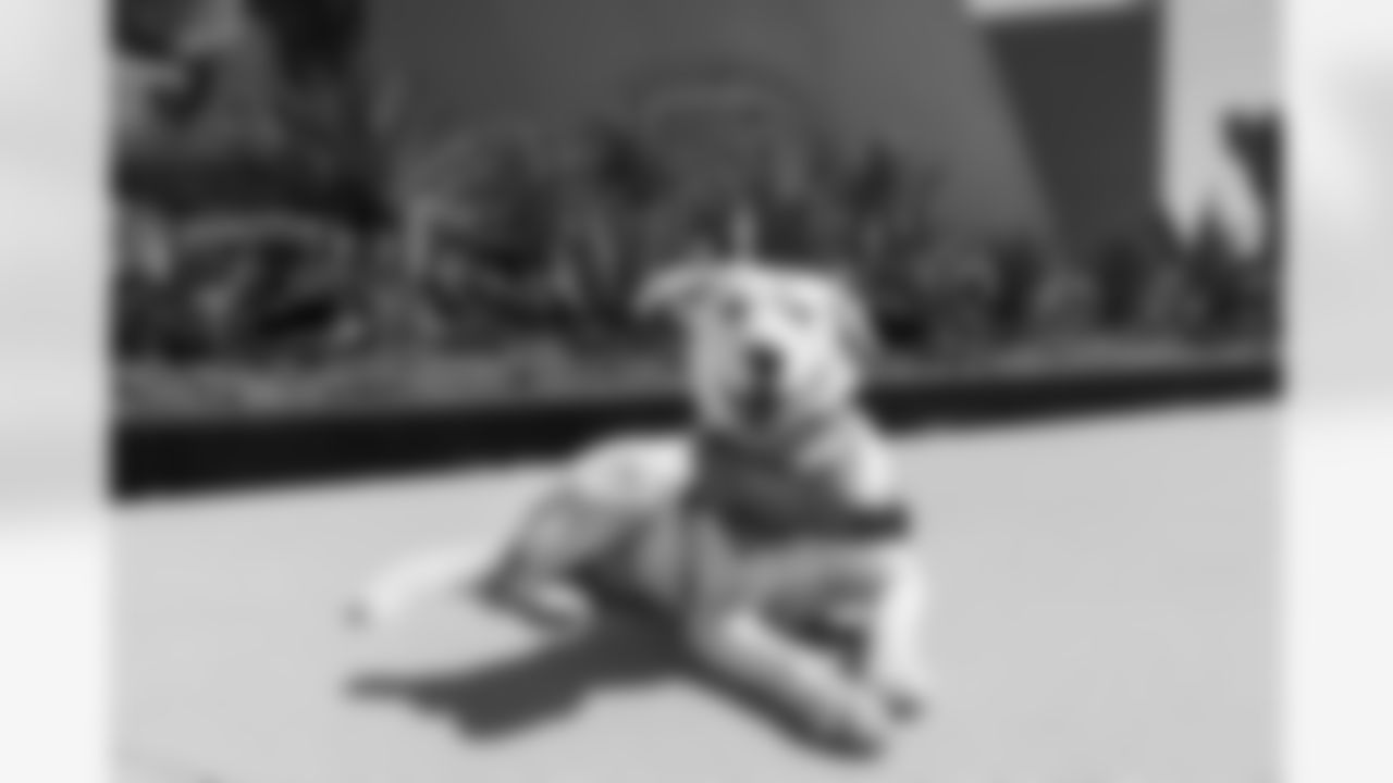 The Los Angeles Chargers service dog, Zeus, is photographed on Wednesday, September 24, 2025 at The Bolt in El Segundo, CA.