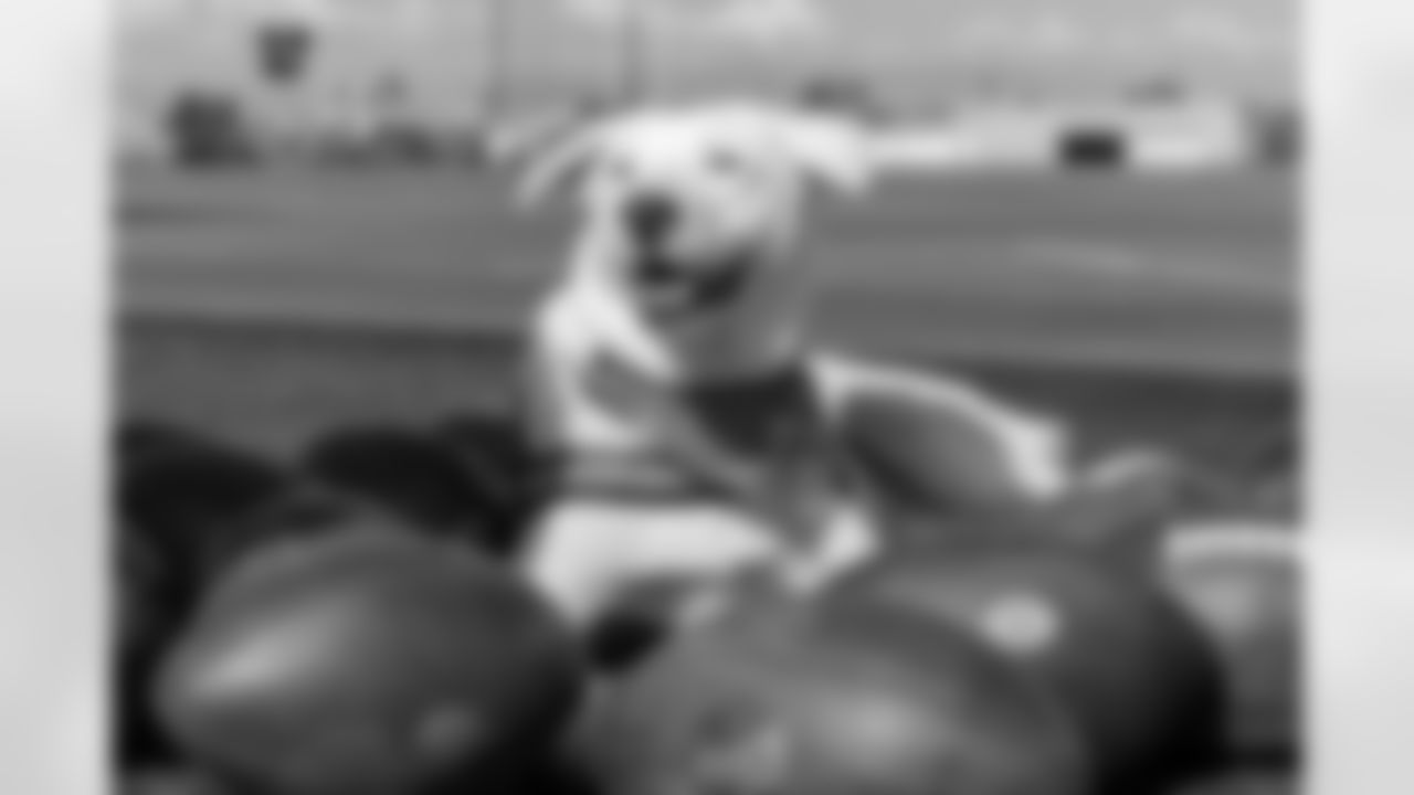 The Los Angeles Chargers service dog, Zeus, is photographed on Wednesday, September 24, 2025 at The Bolt in El Segundo, CA.