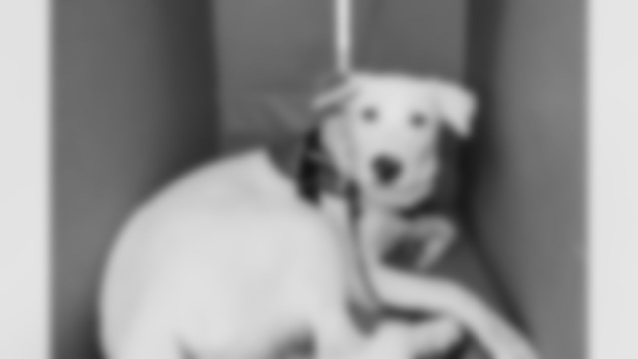 The Los Angeles Chargers service dog, Zeus, is photographed on Wednesday, September 24, 2025 at The Bolt in El Segundo, CA.