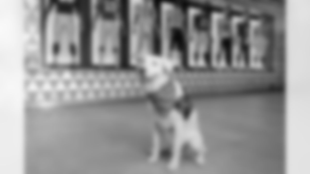 The Los Angeles Chargers service dog, Zeus, is photographed on Wednesday, September 24, 2025 at The Bolt in El Segundo, CA.