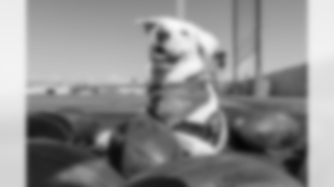 The Los Angeles Chargers service dog, Zeus, is photographed on Wednesday, September 24, 2025 at The Bolt in El Segundo, CA.