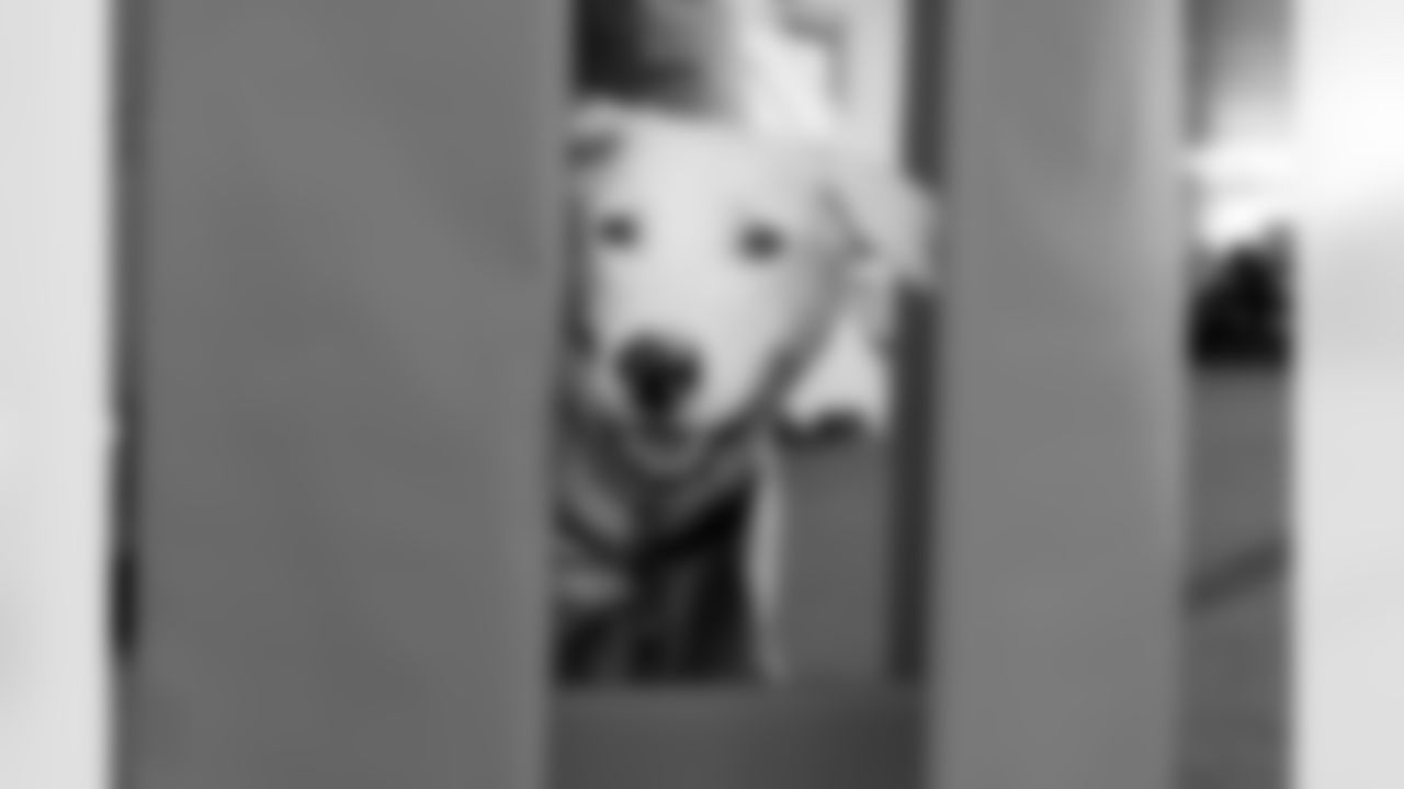 The Los Angeles Chargers service dog, Zeus, is photographed on Wednesday, September 24, 2025 at The Bolt in El Segundo, CA.