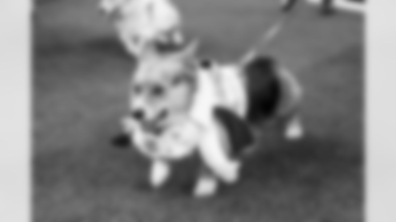 2025 Corgi Cup at Chargers vs. Texans Week 17 Matchup