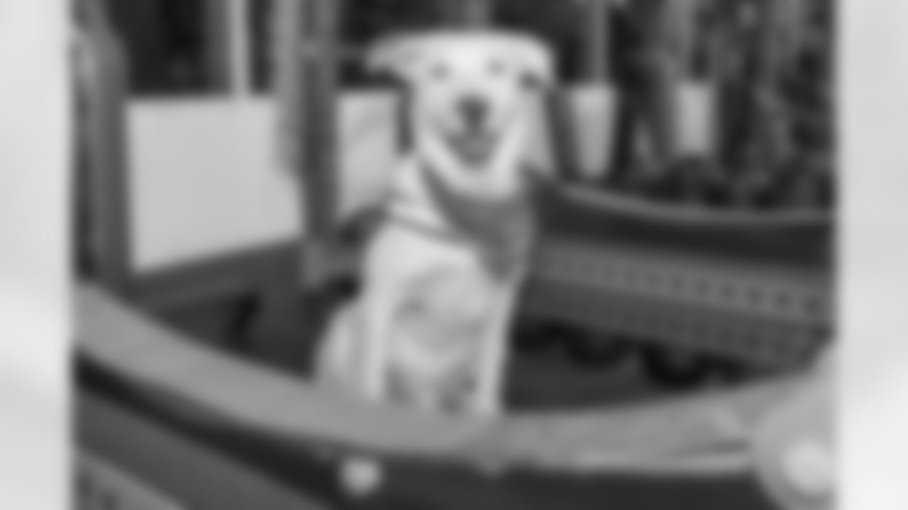 The Los Angeles Chargers service dog, Zeus, is photographed on Wednesday, September 24, 2025 at The Bolt in El Segundo, CA.