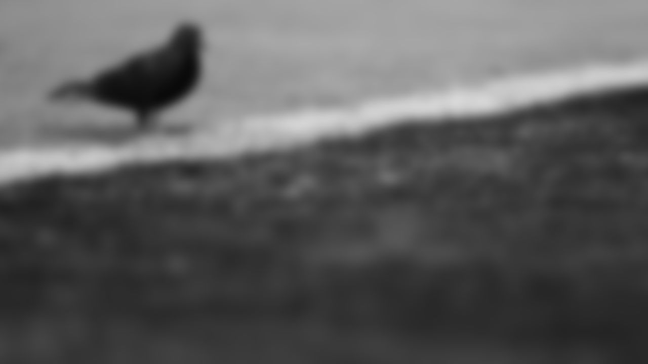 A bird scores a touchdown during the week 12 NFL football game against the Las Vegas Raiders, November 26, 2023 in Las Vegas.