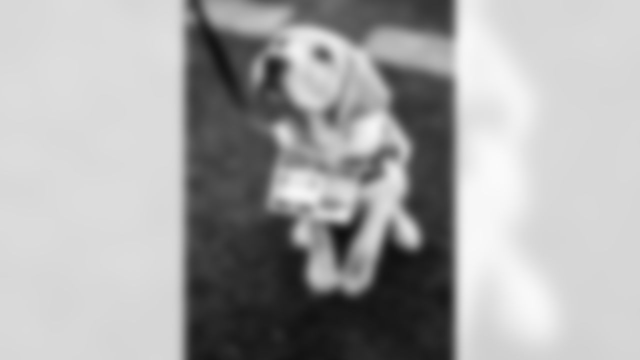 Jet the New York Jets Future Service Dog