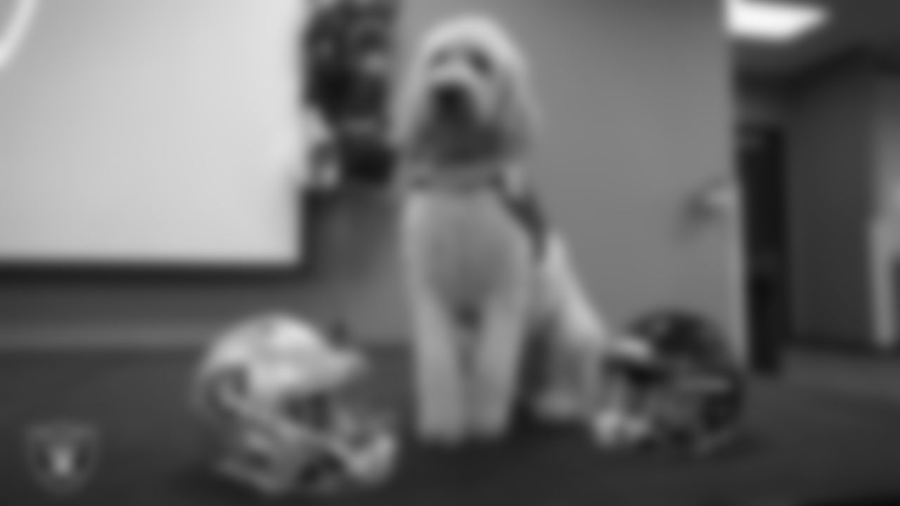 Peer support dog Jimmy poses for a photo with a Las Vegas Raiders helmet and Super Bowl LVIII helmet at the Las Vegas Metropolitan Police Department Headquarters.