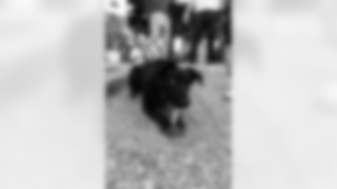 The New Orleans Saints, Raising Cane's and Abita hosted a pet adoption event at the Abita Taproom. Saints legend Devery Henderson, members of the Saints Cheer Krewe and Gumbo made an appearance while Raising Cane's gave out free chicken fingers and dog toys/souvenirs while Zeus' Rescues brought dogs looking to be adopted.