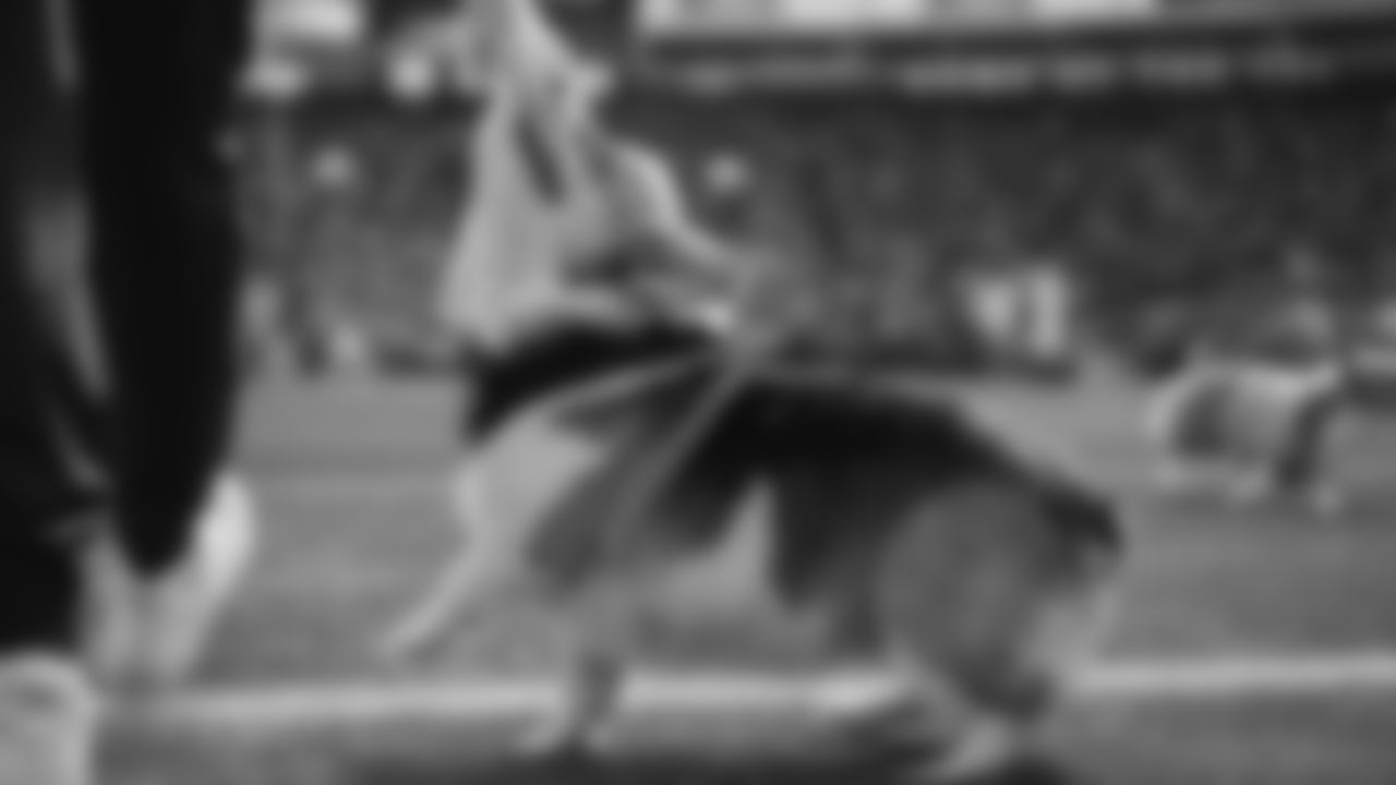 The annual Corgi Cup race took place at halftime of the Seahawks vs. Saints game on September 21, 2025.