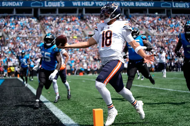 image: 1Bears